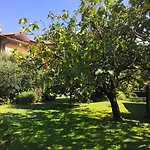 Abies Di Appartamento
