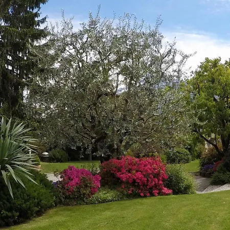 Abies Di Daire Dongo