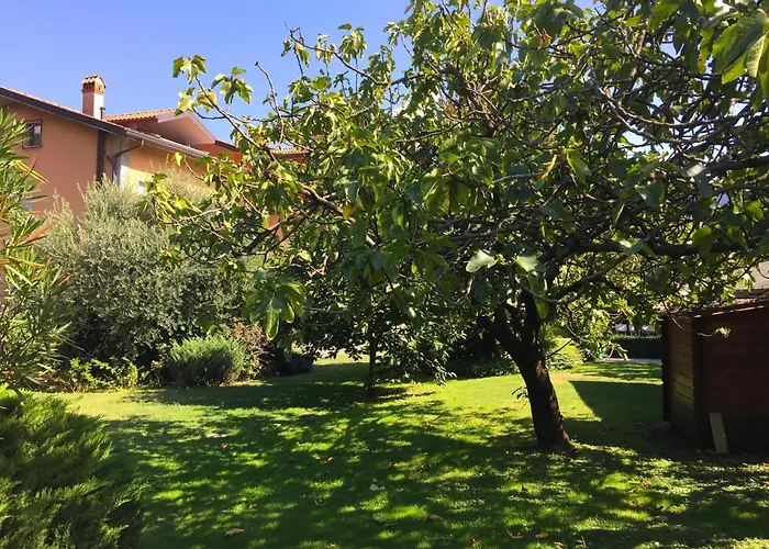 Abies Di Apartamento